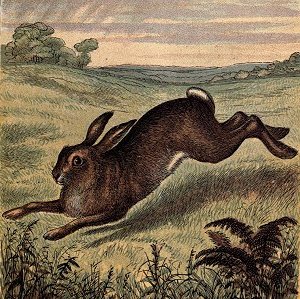 This 1870 lithograph was an attempt to capture the image of a hare in motion.